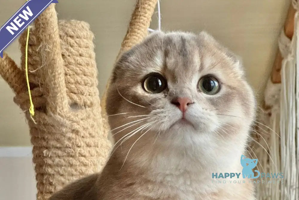 Mila Scottish Fold female blue golden shaded live animals