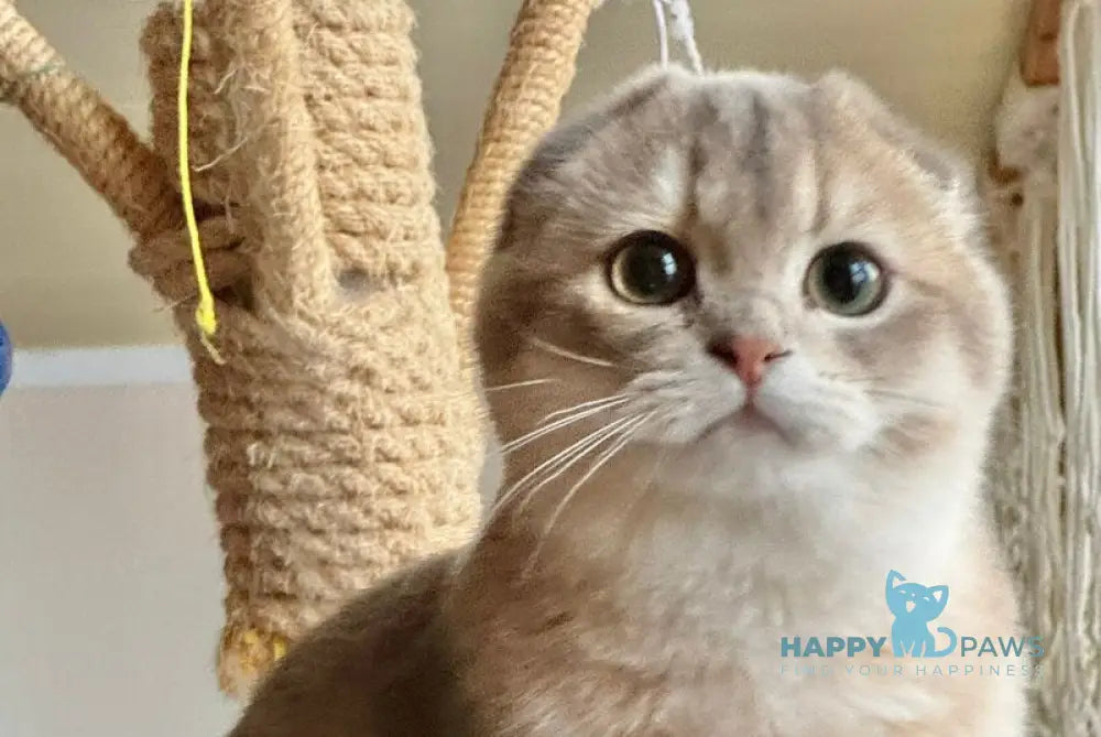 Mila Scottish Fold female blue golden shaded live animals