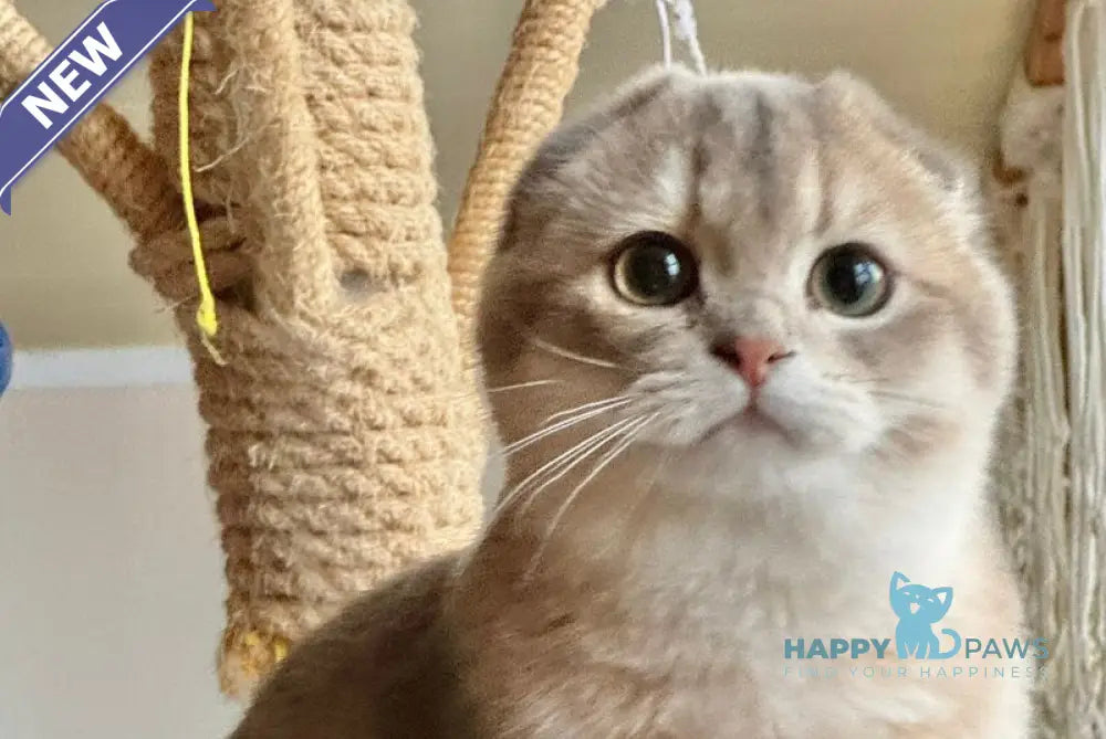 Mila Scottish Fold female blue golden shaded live animals