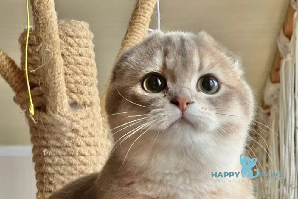 Mila Scottish Fold female blue golden shaded live animals
