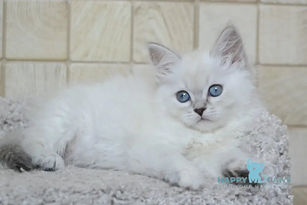 Mila Siberian female tortie tabby pointed live animals