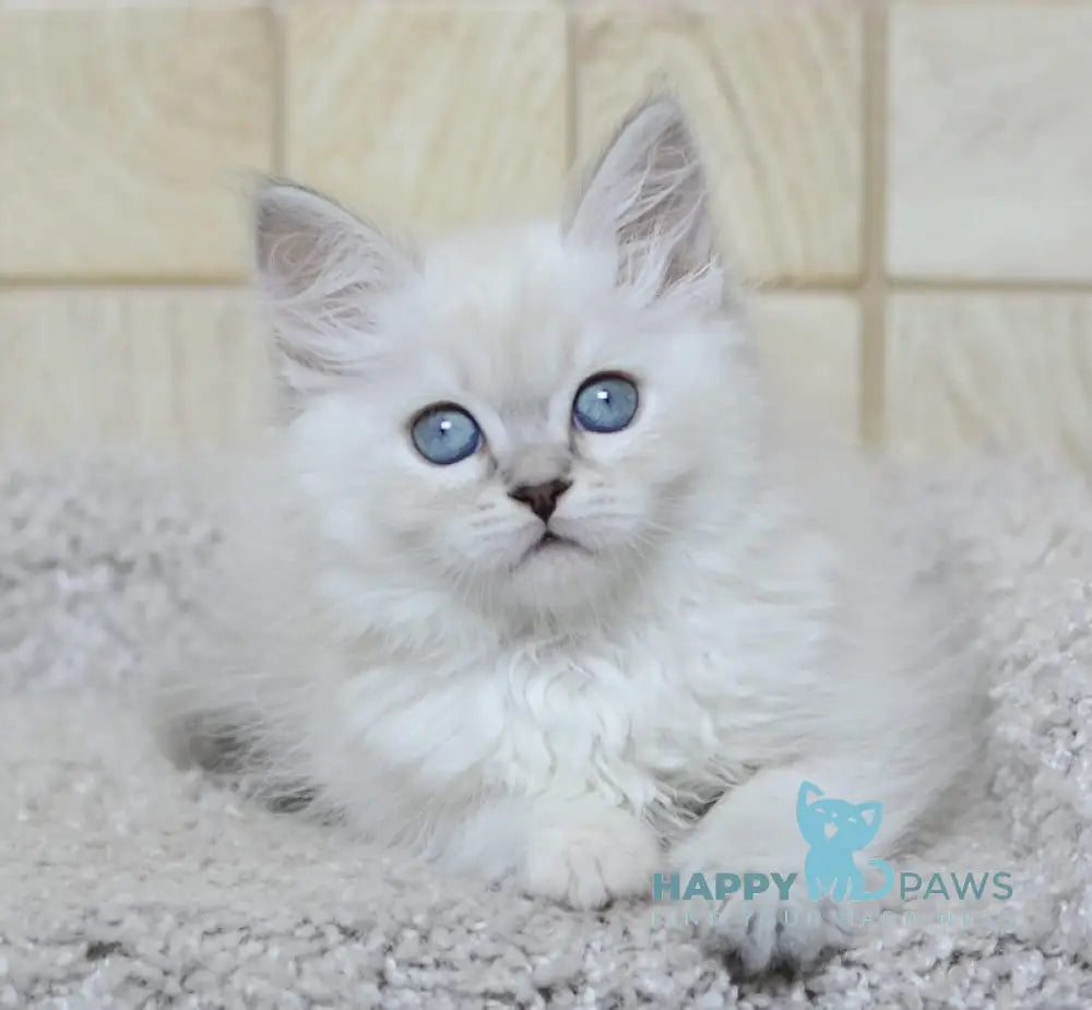 Mila Siberian female tortie tabby pointed live animals