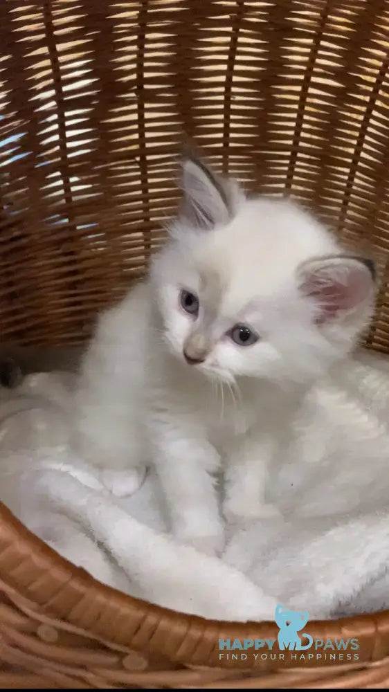 Milady Neva Masquerade female blue tortie with white live animals