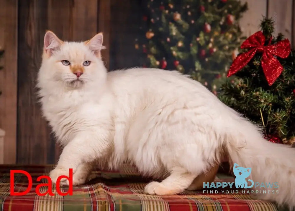 Milady Neva Masquerade female blue tortie with white live animals