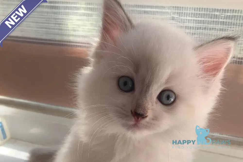 Milady Neva Masquerade female blue tortie with white live animals