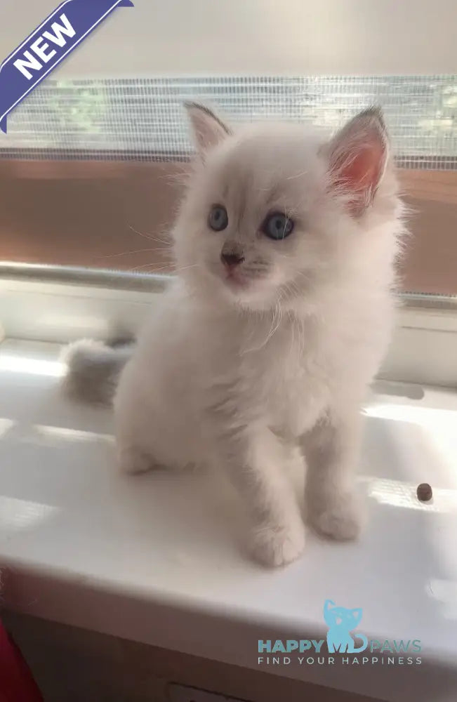 Milady Neva Masquerade female blue tortie with white live animals