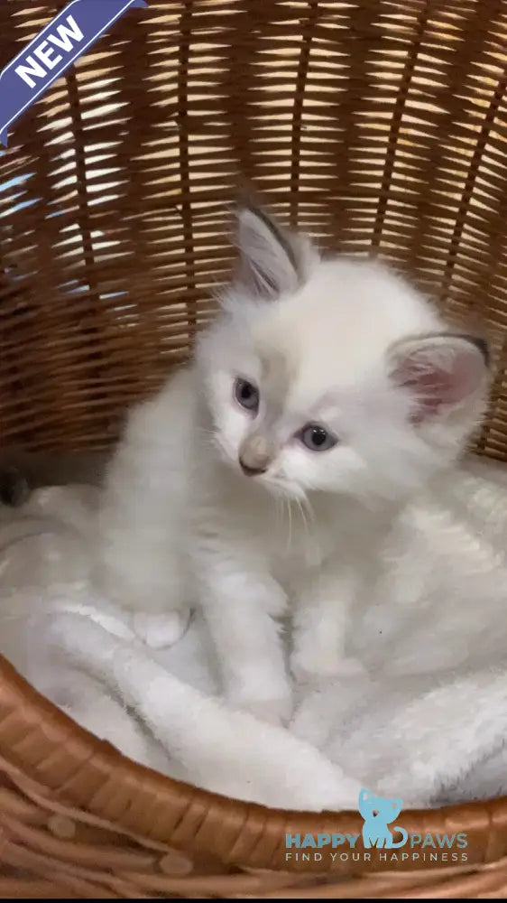 Milady Neva Masquerade female blue tortie with white live animals