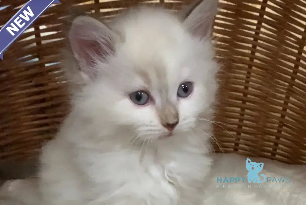Milady Neva Masquerade female blue tortie with white live animals