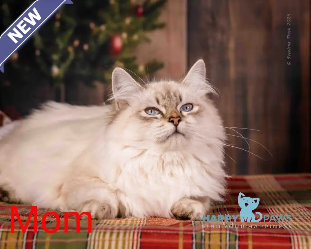 Milady Neva Masquerade female blue tortie with white live animals