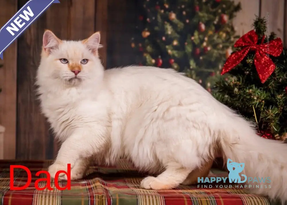 Milady Neva Masquerade female blue tortie with white live animals