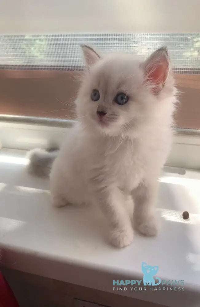 Milady Neva Masquerade female blue tortie with white live animals