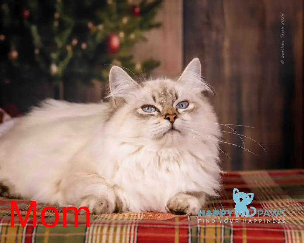 Milady Neva Masquerade female blue tortie with white live animals