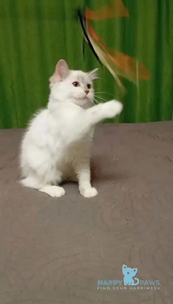 Milady Neva Masquerade female blue tortie with white live animals