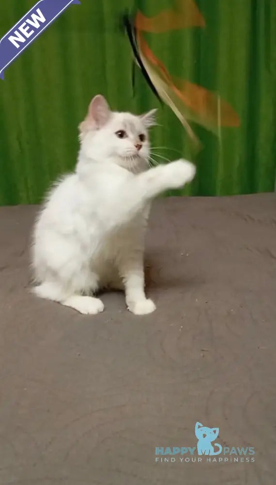 Milady Neva Masquerade female blue tortie with white live animals