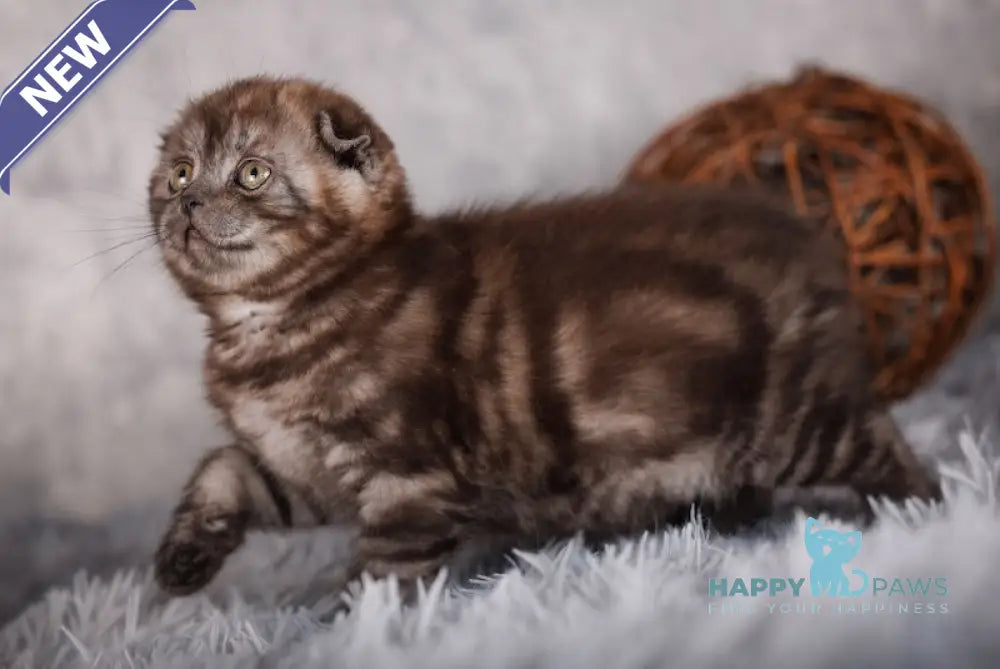 Milady Scottish Fold female black smoke live animals