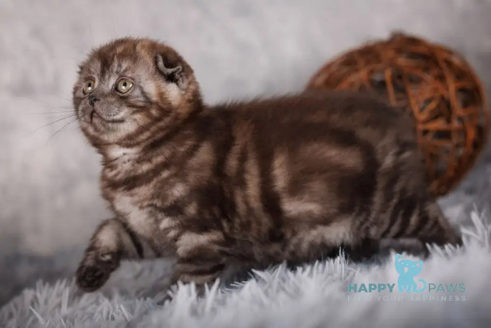 Milady Scottish Fold female black smoke live animals