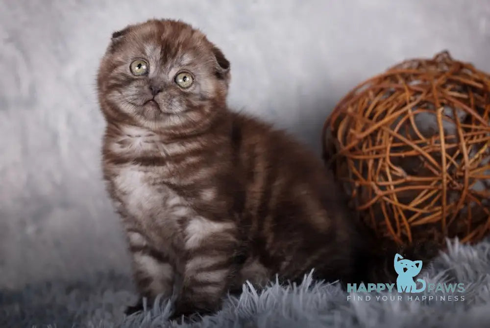 Milady Scottish Fold female black smoke live animals
