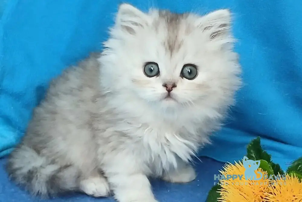 Milan British Longhair male silver chinchilla live animals
