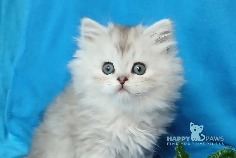 Milan British Longhair male silver chinchilla live animals