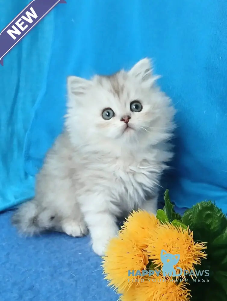 Milan British Longhair male silver chinchilla live animals