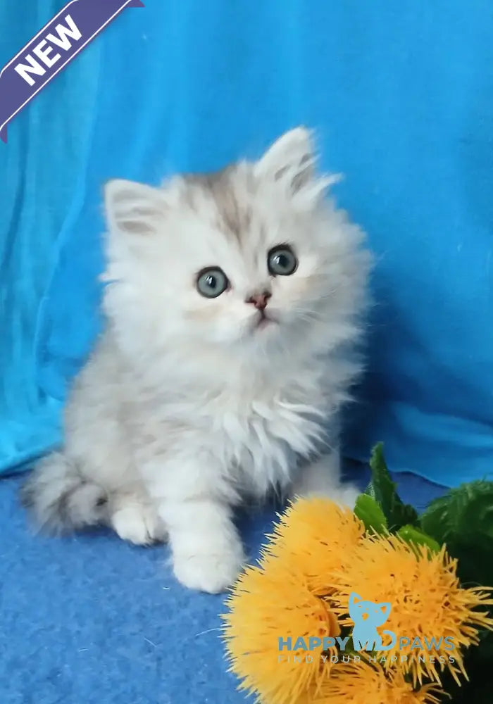 Milan British Longhair male silver chinchilla live animals