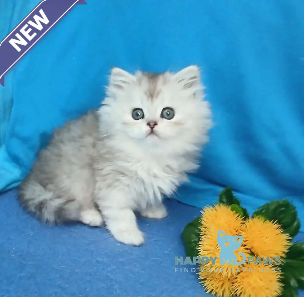Milan British Longhair male silver chinchilla live animals