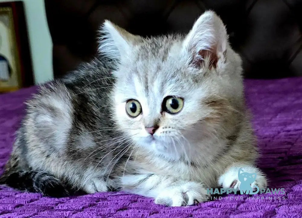 Milan British Shorthair male black silver tabby live animals