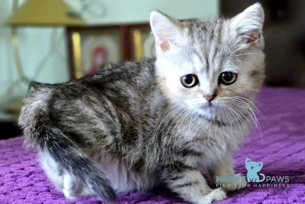 Milan British Shorthair male black silver tabby live animals