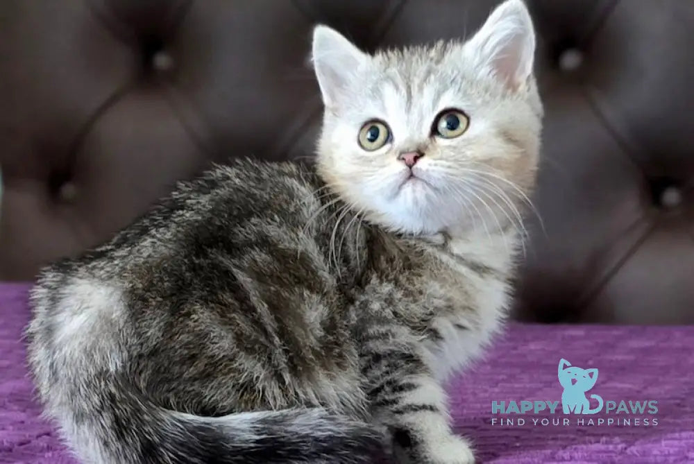 Milan British Shorthair male black silver tabby live animals