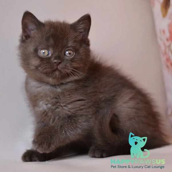 Milan British Shorthair male chocolate - live animals