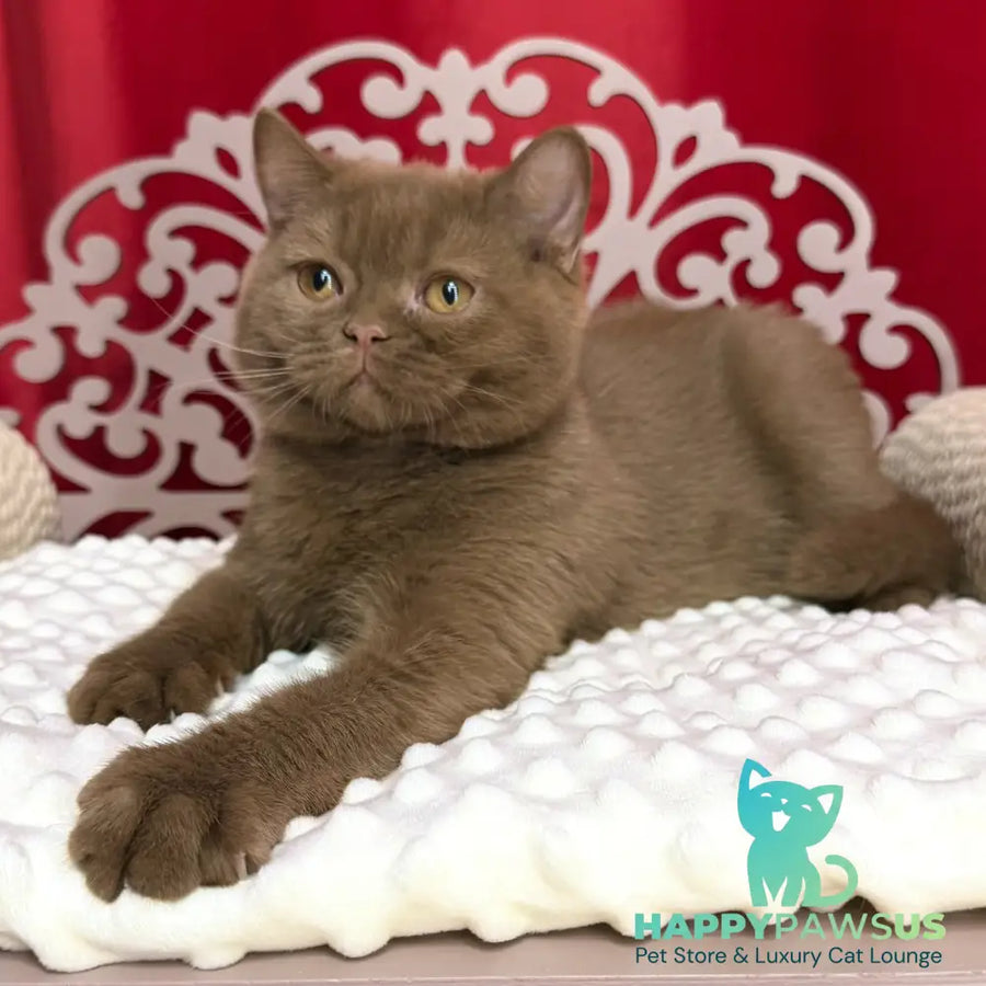 Milan British Shorthair male cinnamon - live animals