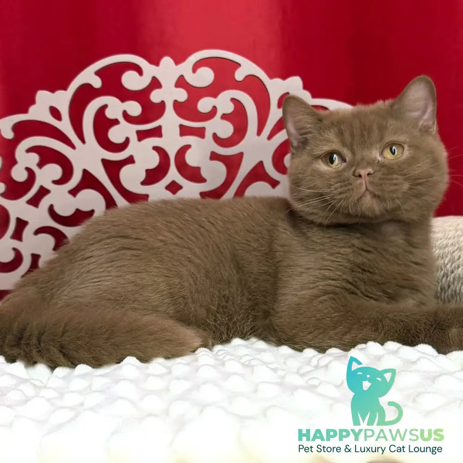 Milan British Shorthair male cinnamon - live animals