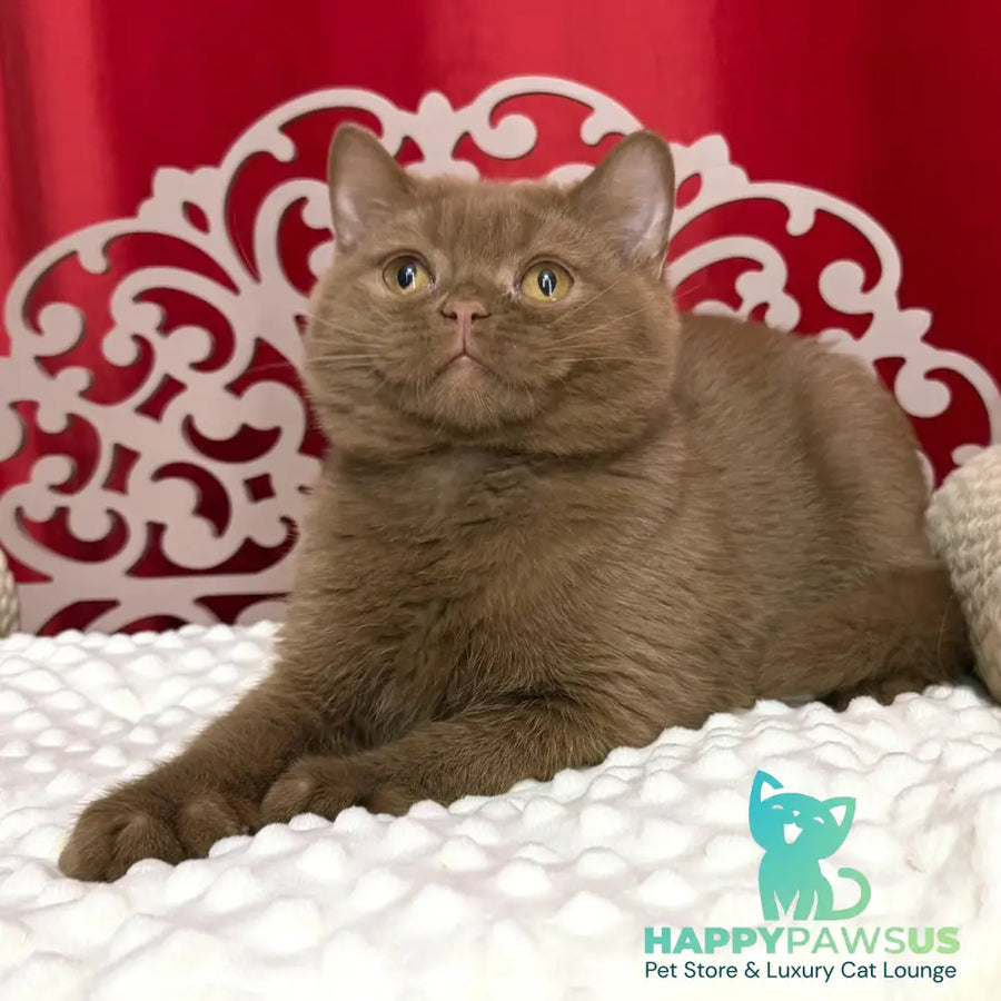 Milan British Shorthair male cinnamon - live animals
