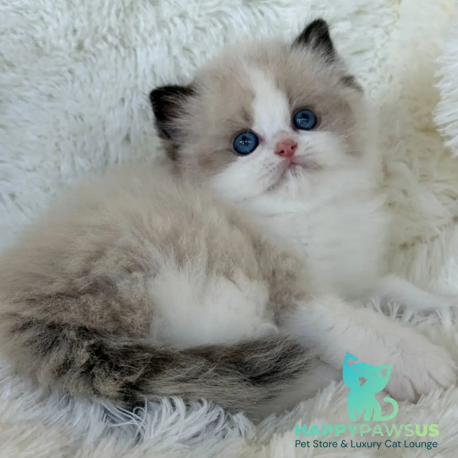 Milan Ragdoll male black bicolour - live animals