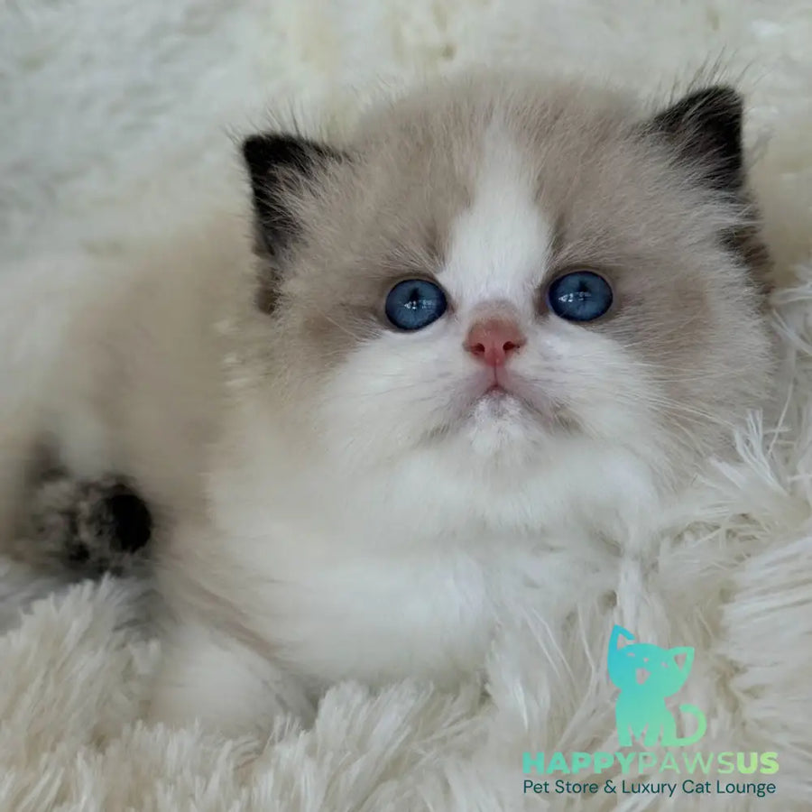 Milan Ragdoll male black bicolour - live animals