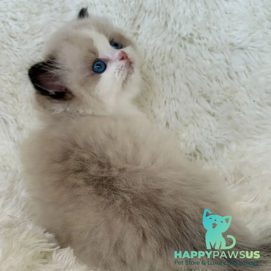 Milan Ragdoll male black bicolour - live animals
