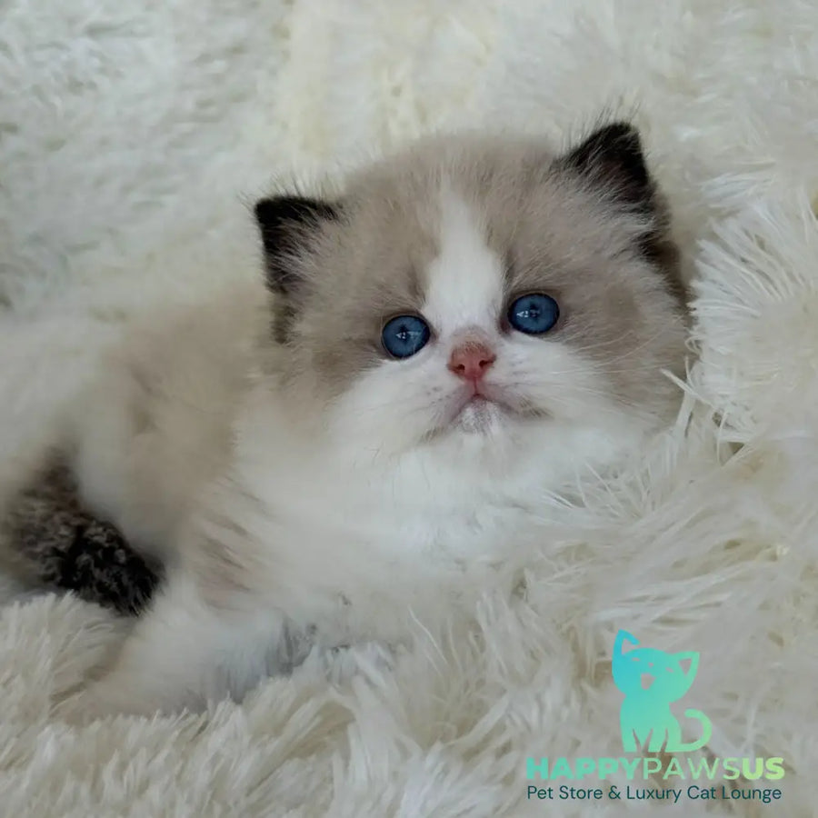 Milan Ragdoll male black bicolour - live animals
