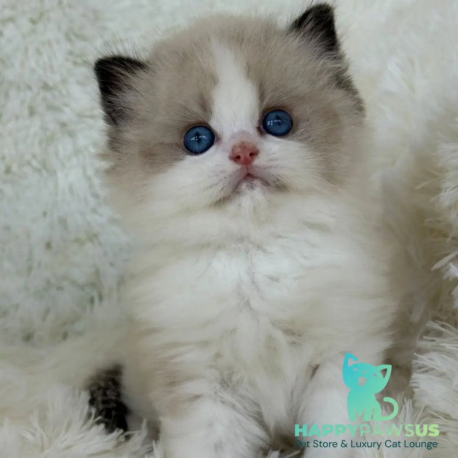 Milan Ragdoll male black bicolour - live animals