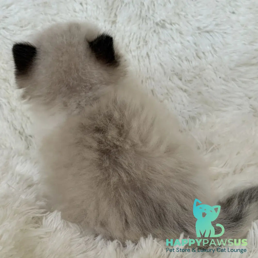 Milan Ragdoll male black bicolour - live animals