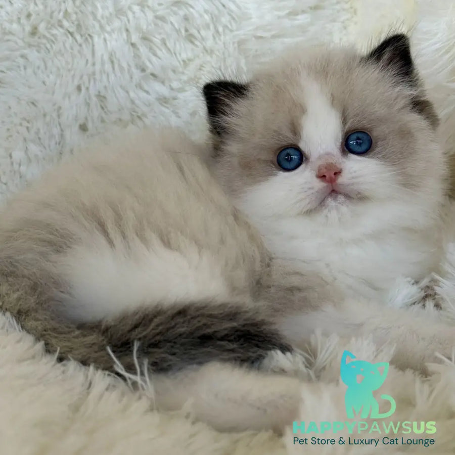 Milan Ragdoll male black bicolour - live animals