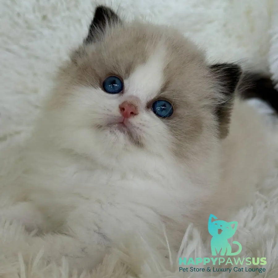 Milan Ragdoll male black bicolour - live animals