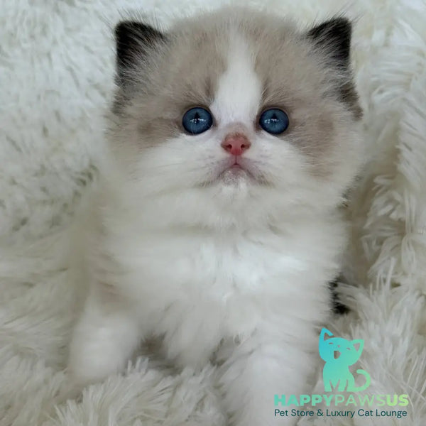 Milan Ragdoll male black bicolour - live animals
