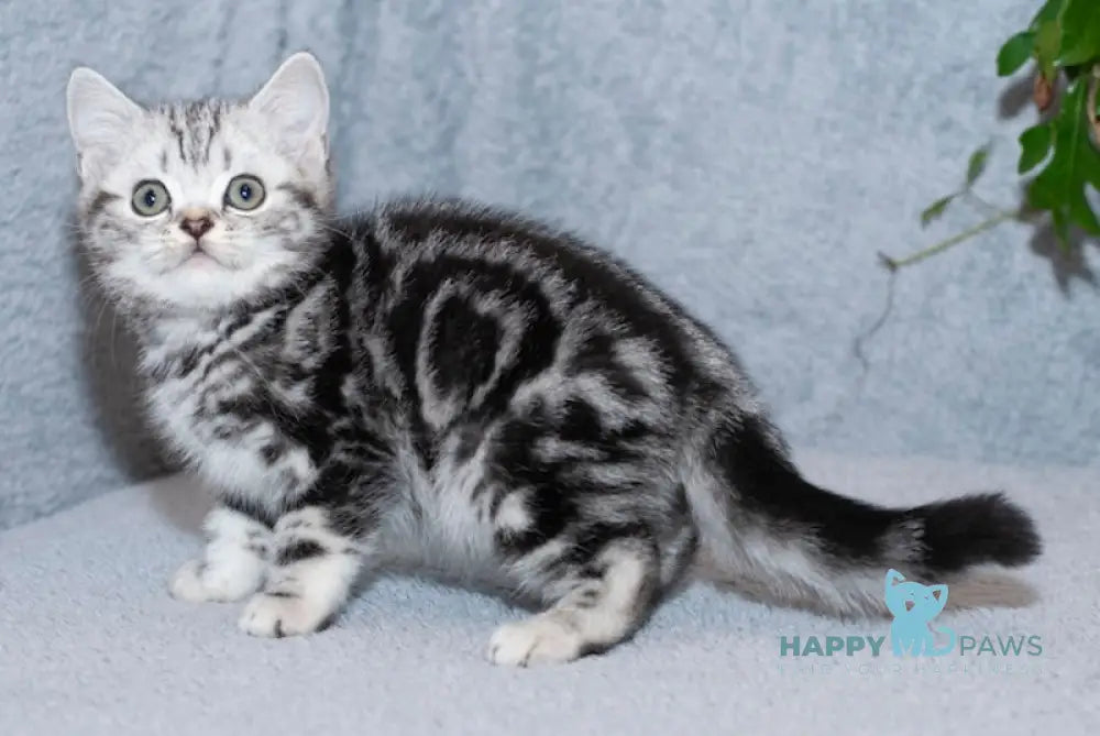 Milan Scottish Straight Male Black Silver Tabby Live Animals