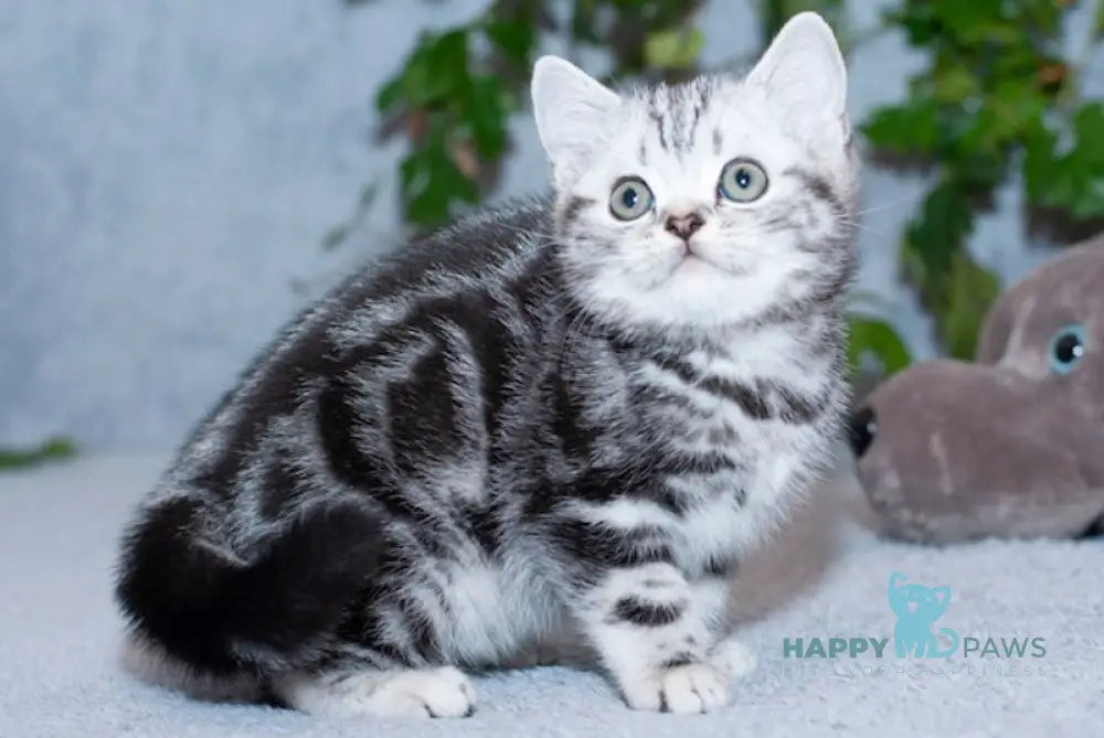 Milan Scottish Straight Male Black Silver Tabby Live Animals