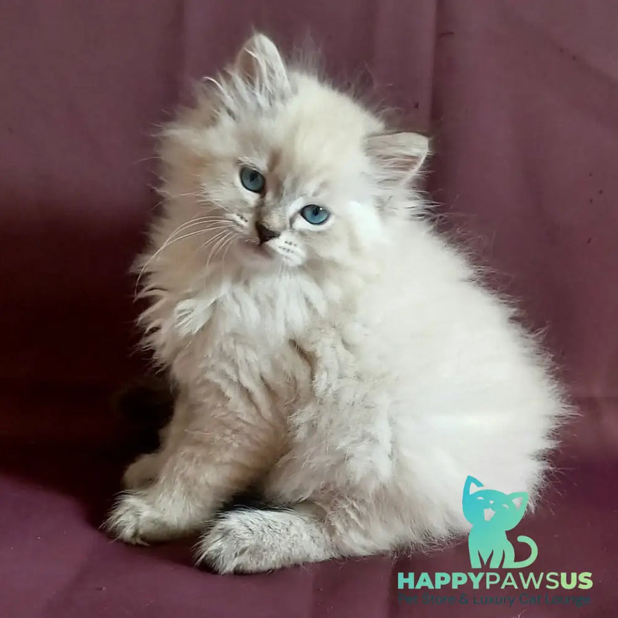 Milan Siberian male blue tabby pointed - live animals