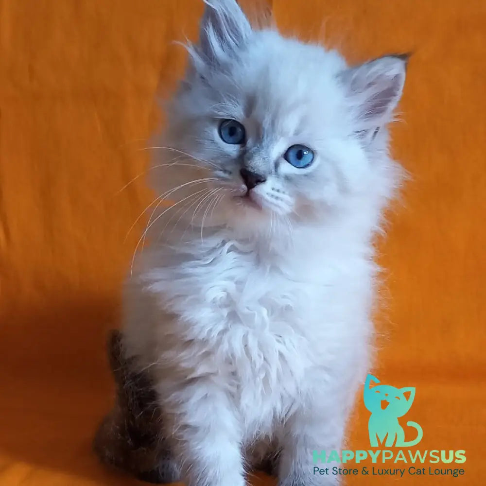 Milan Siberian male blue tabby pointed - live animals
