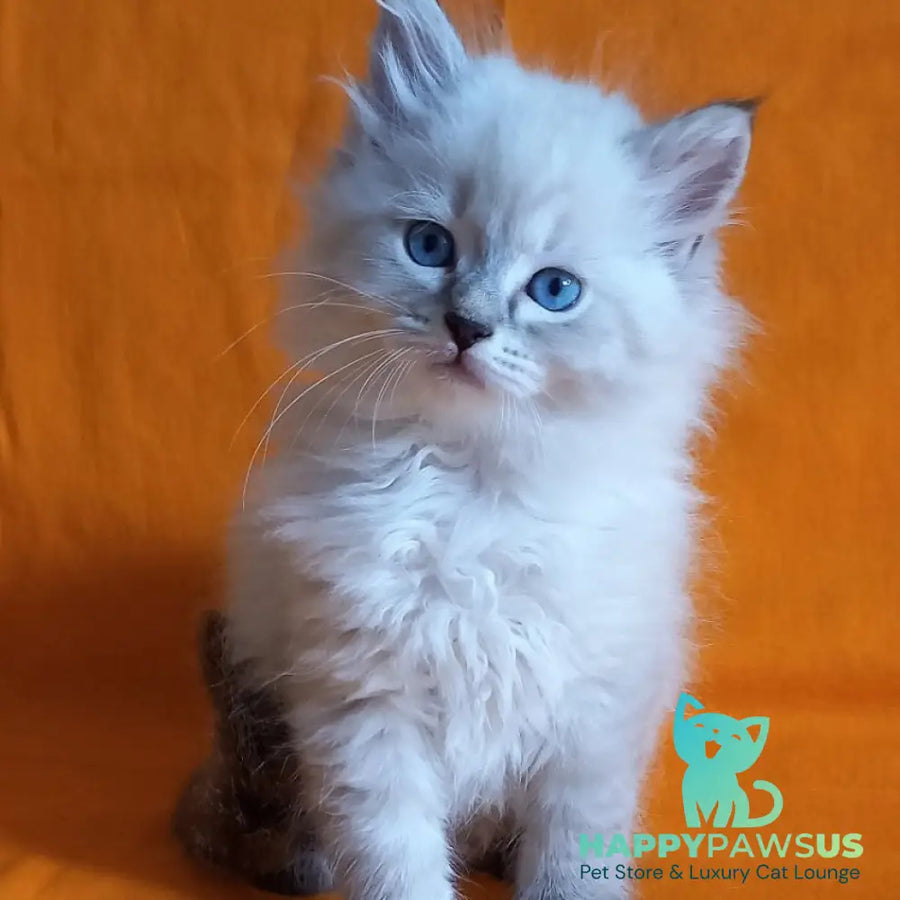 Milan Siberian male blue tabby pointed - live animals