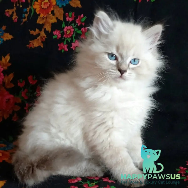 Milan Siberian male blue tabby pointed - live animals