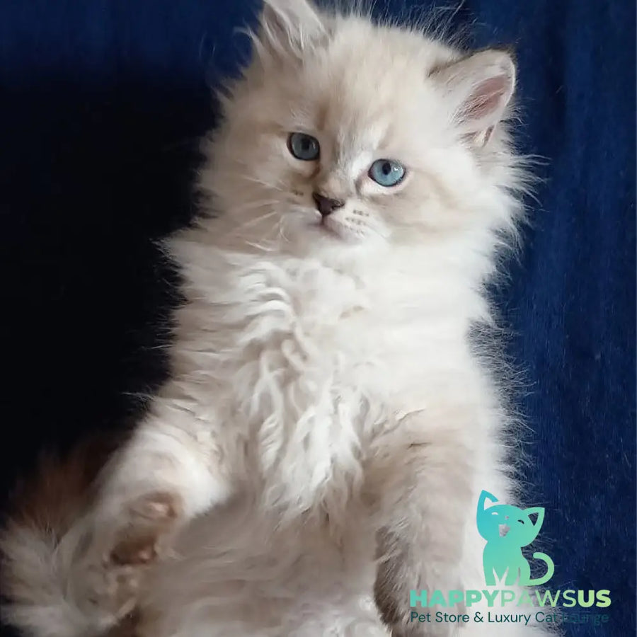 Milan Siberian male blue tabby pointed - live animals