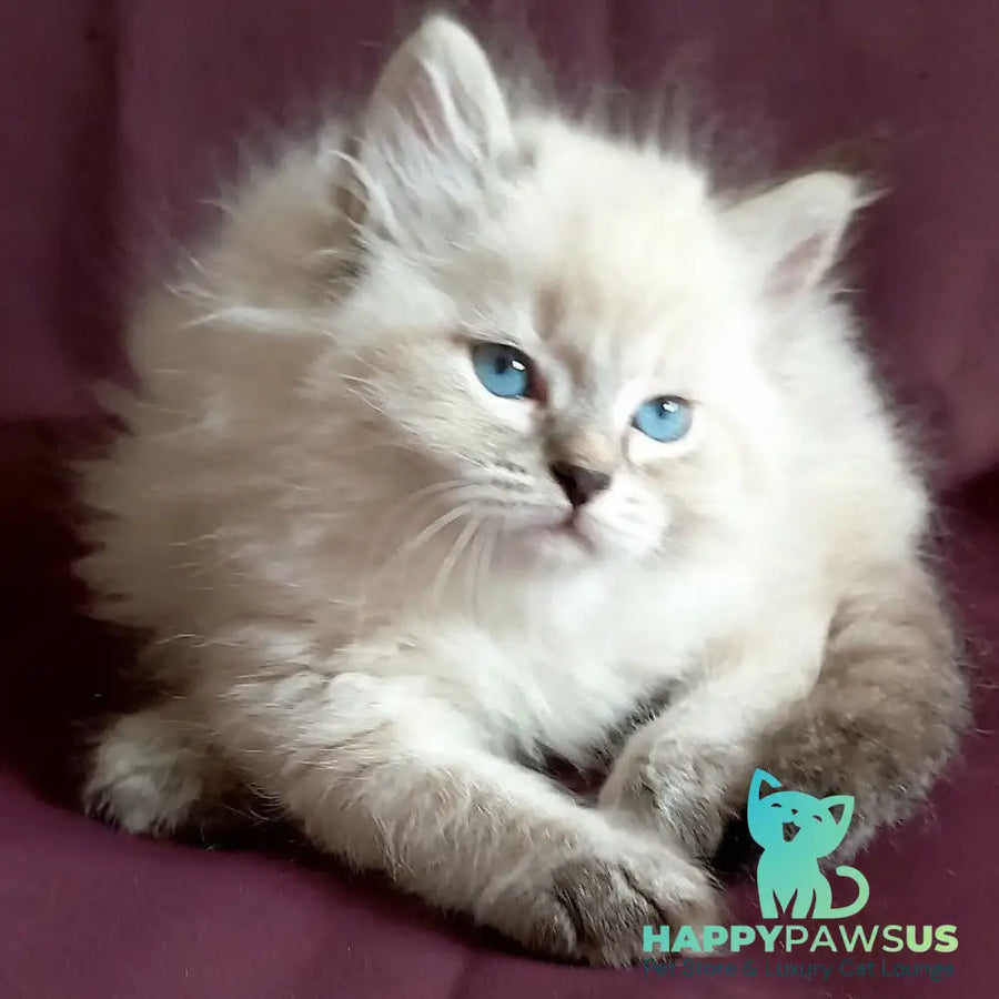 Milan Siberian male blue tabby pointed - live animals